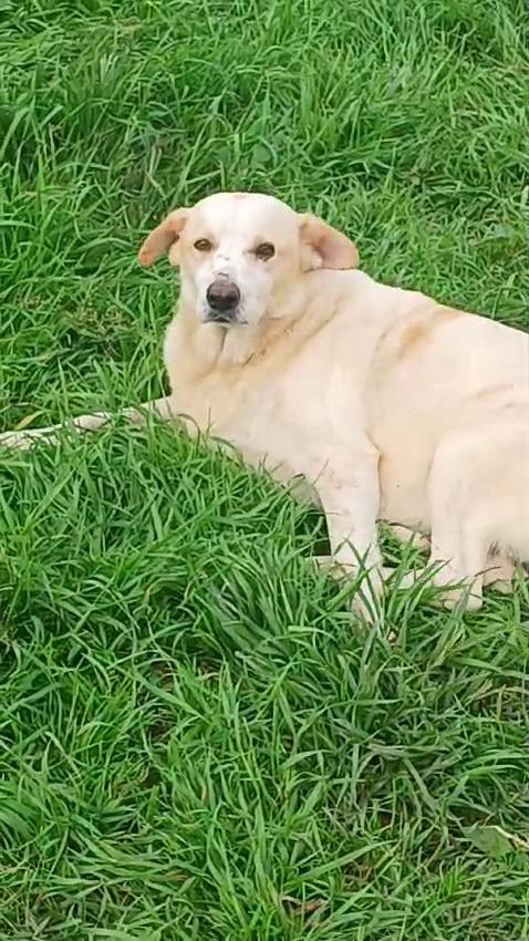 Snoopa, adozione del cuore; adorabile taglia media del 2019 Foto 6